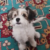 سگ بسیار باهوش و اروم