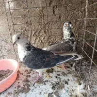 کبوتر|پرنده|سیرجان, |دیوار