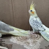 جوجه عروس هلندی سه ماهه