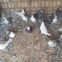 کبوتر‌|پرنده|جوادآباد, |دیوار
