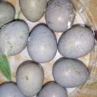 تخم نطفه دار بلدرچین مینیاتوری آسیایی