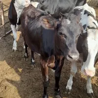 گوساله سیمینتال