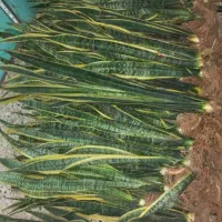 حراجی سانسوریا|گل و گیاه طبیعی|شیروان (خراسان), |دیوار