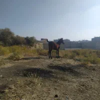 کره مادیان قره کهر هفت ماهه نوه سیوان فیضی بوکان