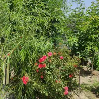 ویلا نقلی و شیک،مبله،تو دل باغات|فروش خانه و ویلا|شاندیز, |دیوار