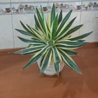 آگاو ابلق بسیار زیبا واقعا خاص گلدان سفالی