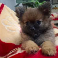 واگذاری سگ پارینه خرسی اصل