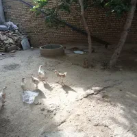 جوجه بومی