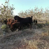 بزپاکستانی دوقلو زا پرشیر آبستن فروشی