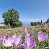 فروش زمین و خانه ویلایی