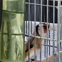 سهره لر بخون