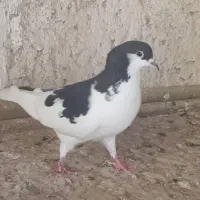 پشت زرد ماده و سوسنی. چپ سیاه|پرنده|فسا, |دیوار