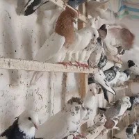 ۹۰تاپرنده کبوتریجایی