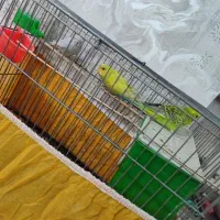 یک جفت مرغ عشق و جوجشون|پرنده|اهواز, فتح|دیوار