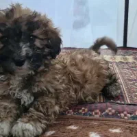 سگ پودل|سگ|طرقبه, |دیوار