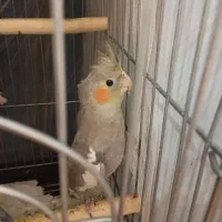 عروس هلندی|پرنده|وحیدیه, |دیوار