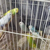 مرغ عشق رنگین کمانی قفس کابینت|پرنده|مشهد, سپاد|دیوار