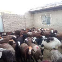 بره ماده آنتیک