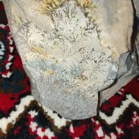 شجر کوهی|جواهرات|موچش, |دیوار