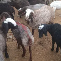 بره ماده ۲۰عده|حیوانات مزرعه|هرسین, |دیوار