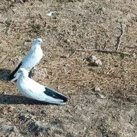 کبوتر دمبی|پرنده|مرند, |دیوار