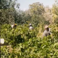 اکیپ کارگر داریم برای باغ و مزرعه|خدمات باغبانی و درختکاری|بروجرد, |دیوار