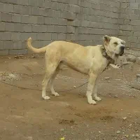 سگ گمشده|حیوانات|بوژگان, |دیوار