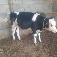 گاو شیری|حیوانات مزرعه|بجنورد, |دیوار