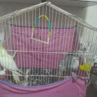 طوطی عروس هلندی|پرنده|محمدیه-قزوین, |دیوار