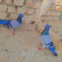 کبوتر پلاکی مسافتی|پرنده|سراوان, |دیوار
