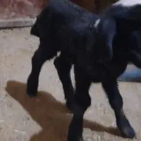 یک راس بره شیری ۳روزه