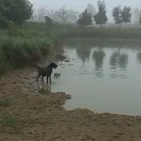 سگ شکاری گمشده|حیوانات|آستانه اشرفیه, |دیوار