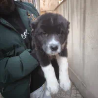 سگ آلابای|سگ|شهریار, شهریار|دیوار