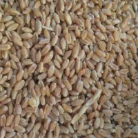 فروش گندم چمران۲ بذری