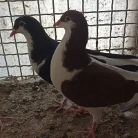 خوشرتگ|پرنده|الوند, |دیوار