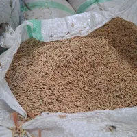 عرضه برنج های ایرانی باچک ۶ ماهه|خوردنی و آشامیدنی|ابهر, |دیوار