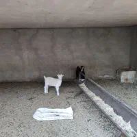 بره و برغاله