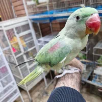 فروش شاهطوطی 5 ماهه تا 2 ساله|پرنده|اصفهان, حسینآباد|دیوار