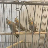 عروس هلندی سالم سرحال