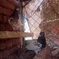 کفتر|پرنده|سبزوار, چهارراه فرودگاه|دیوار