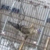 سهره قناری جوجه