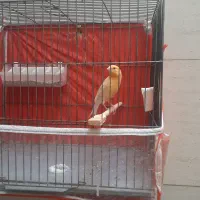 قناری پرتقالی