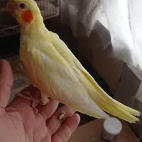 جوجه عروس هلندی تازه دونخور