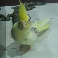 عروس هلندی|پرنده|تهران, خلیج فارس|دیوار