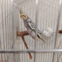 عروس هلندی نروماده