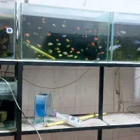 فروش کلیه وسایل و تجهیزات و ماهی آکواریوم