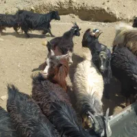 بزغاله نر و ماده