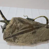 فسیل گیاهی