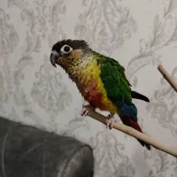 طوطی گرینچیک|پرنده|نجفآباد, باغ ملی|دیوار