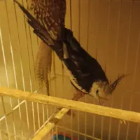 فروش یک جفت عروس هلندی|پرنده|کرمان, |دیوار